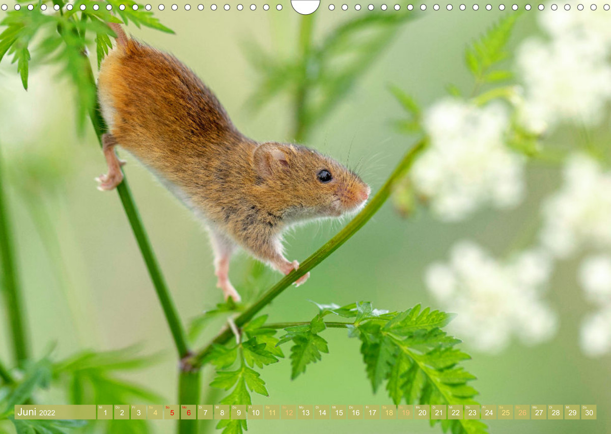 Zauberhafte Mäuse Von wegen nur Grau CALVENDO