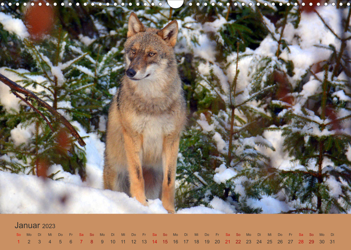 Calvendo Kalender — Begegnungen DER WOLF, Kalender 2023