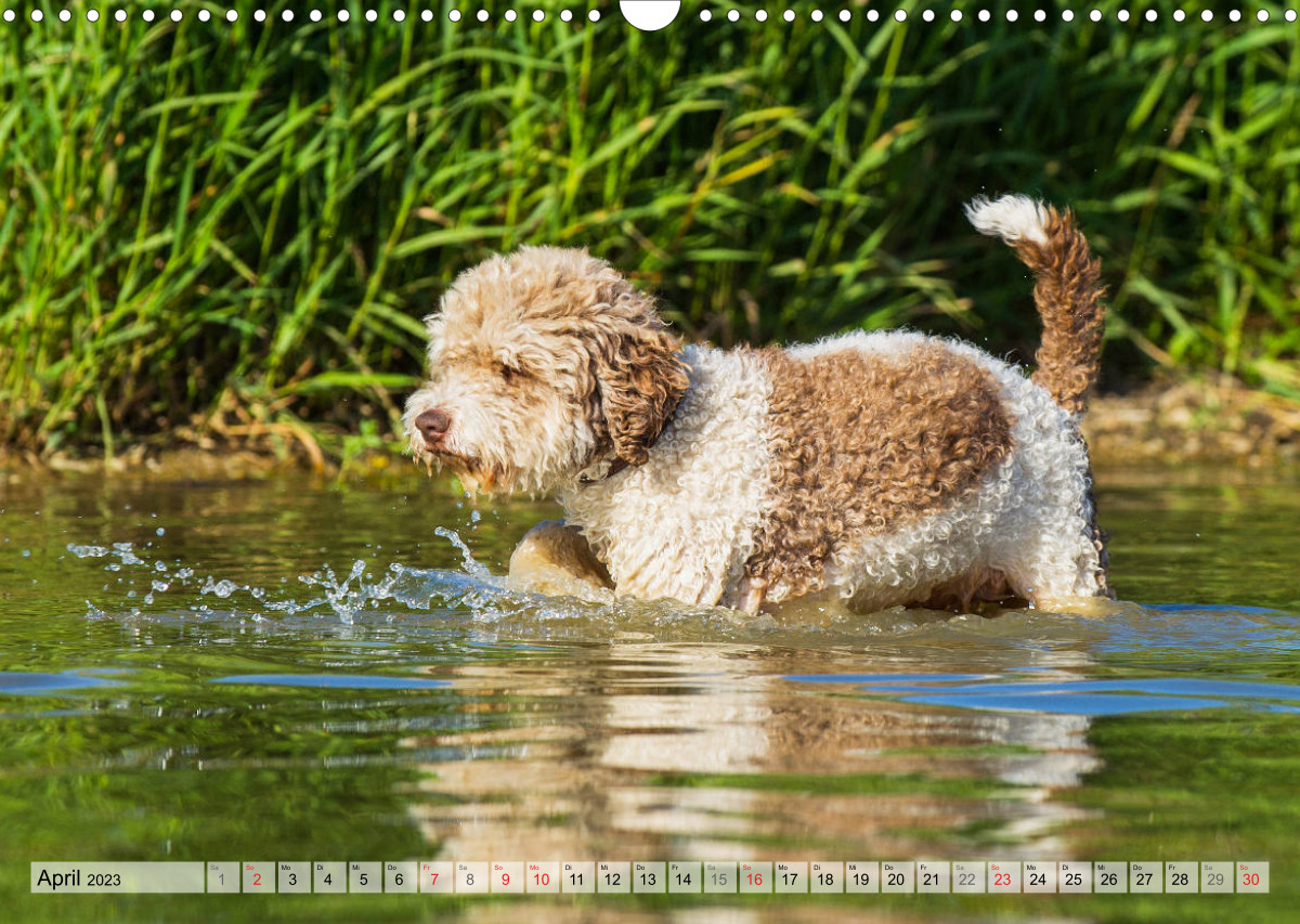 (Monatskalender, 14 Seiten )