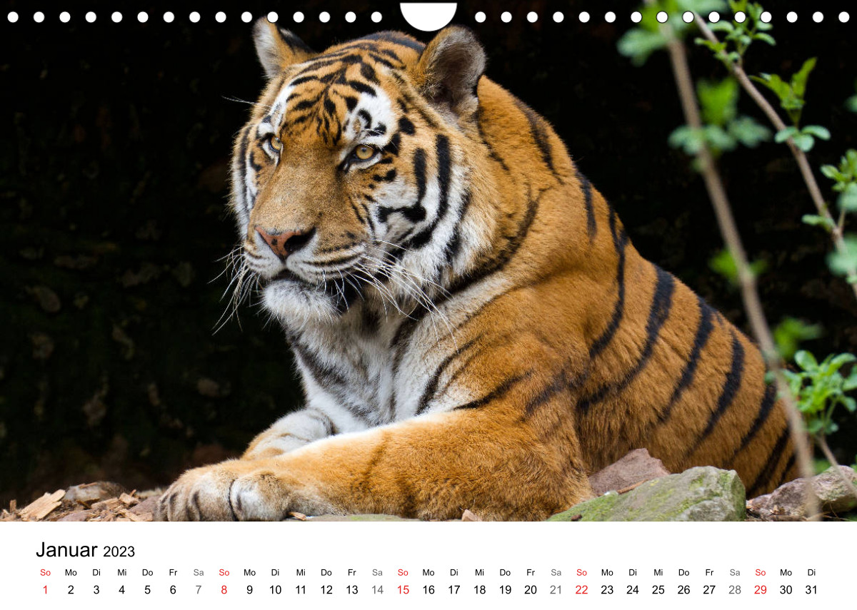 Calvendo Kalender — Der Tiger - die größte Katze der Welt, Kalender 2023