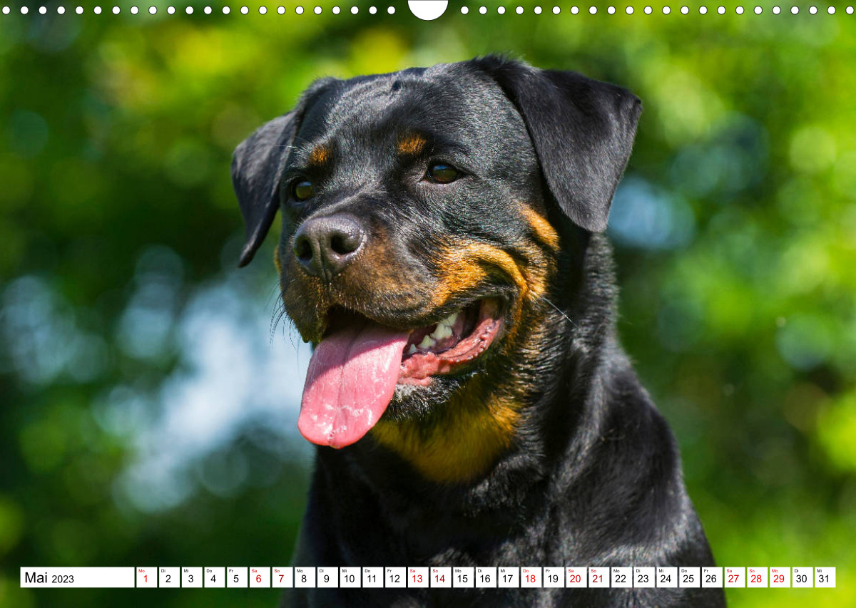Rottweiler Kalender 2022DIN A4 Hunde Wandkalender Fotokalender 