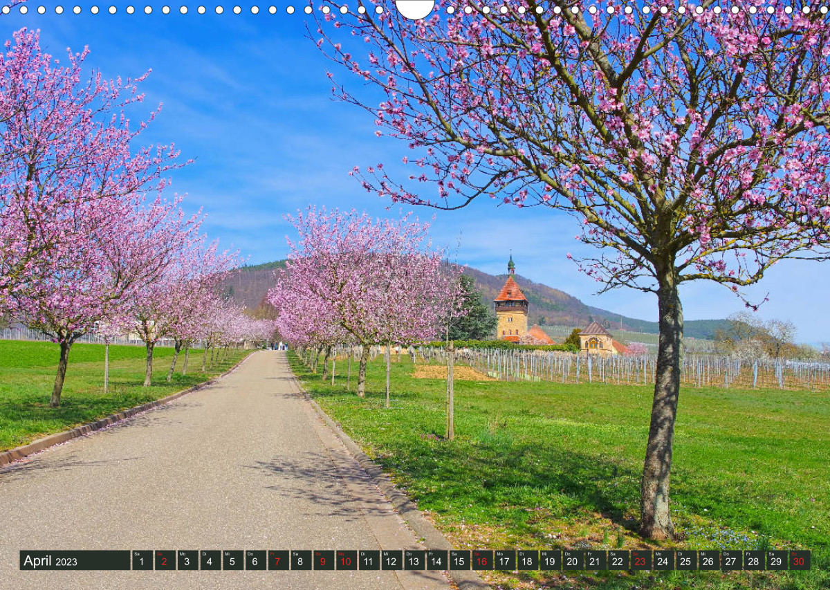 Calvendo Kalender — Pfälzer Mandelpfad - Die Deutsche Weinstraße in