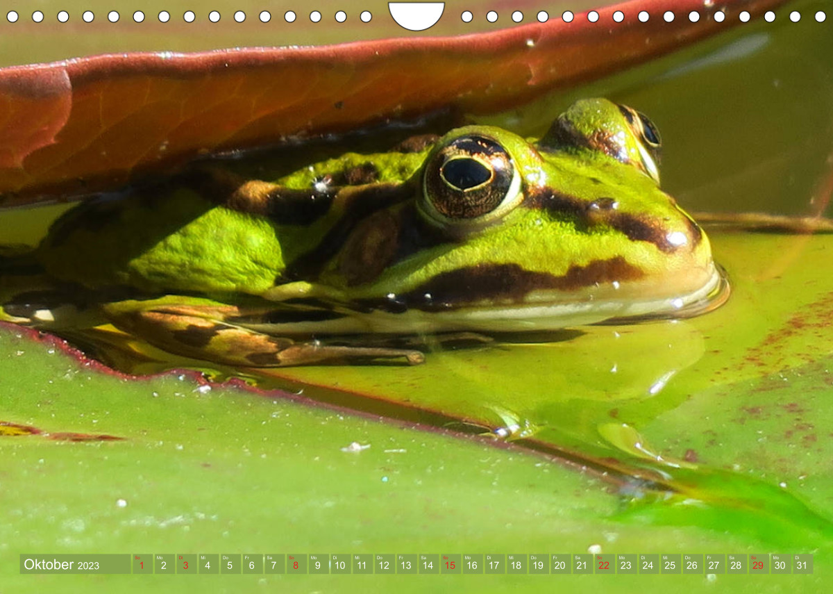 Calvendo Kalender — Der Frosch im Teich auf Froschbeobachtung