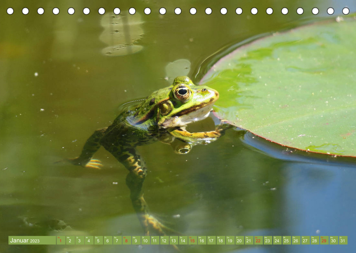 Calvendo Kalender — Der Frosch im Teich auf Froschbeobachtung