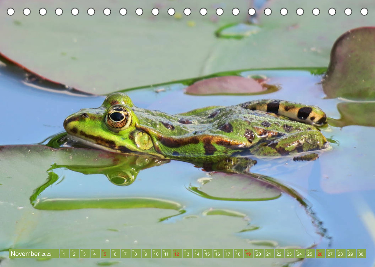 Calvendo Kalender — Der Frosch im Teich auf Froschbeobachtung
