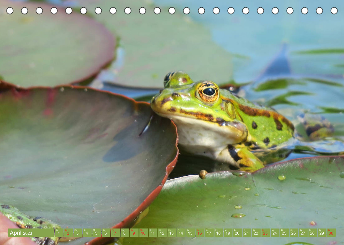 Calvendo Kalender — Der Frosch im Teich auf Froschbeobachtung