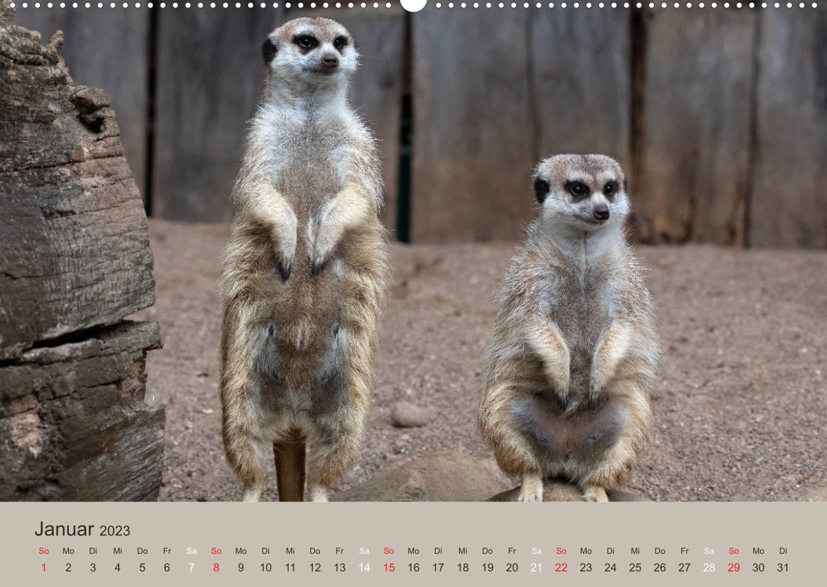 Calvendo Calendar — Quirlige Erdmännchen, Kalender 2023