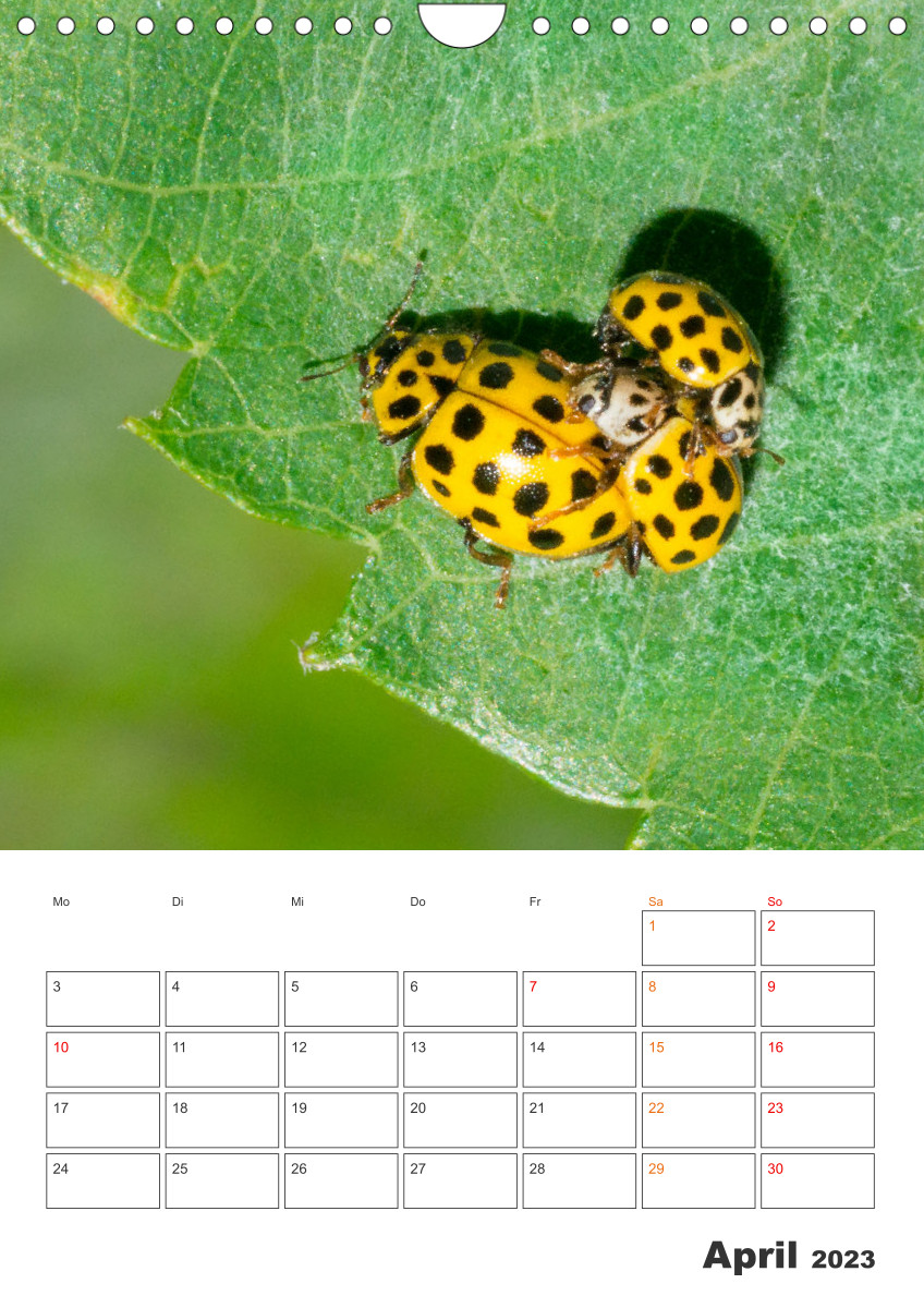 Marienkäfer-Malspaß für Groß und Klein: Kostenlose Ausmalbilder zum Herunterladen!