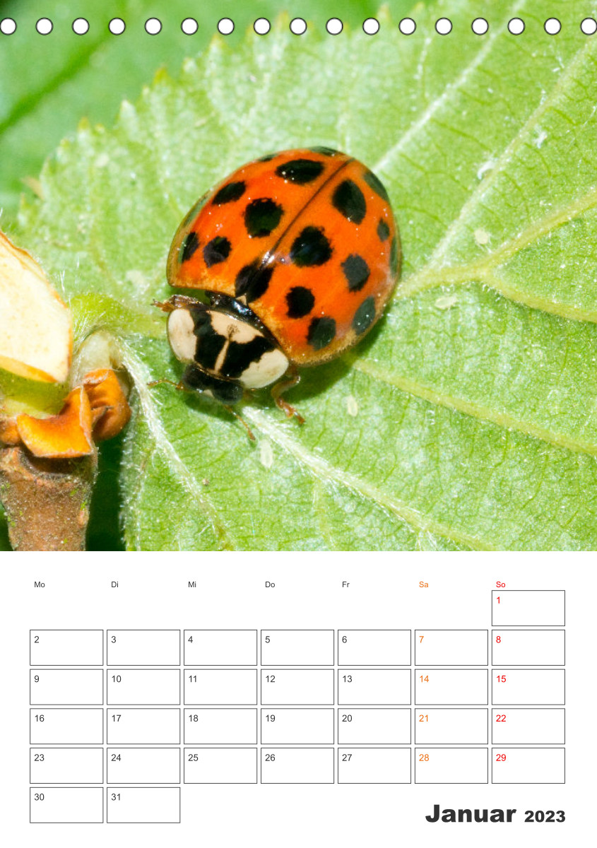 Kalender Verlag Calvendo 