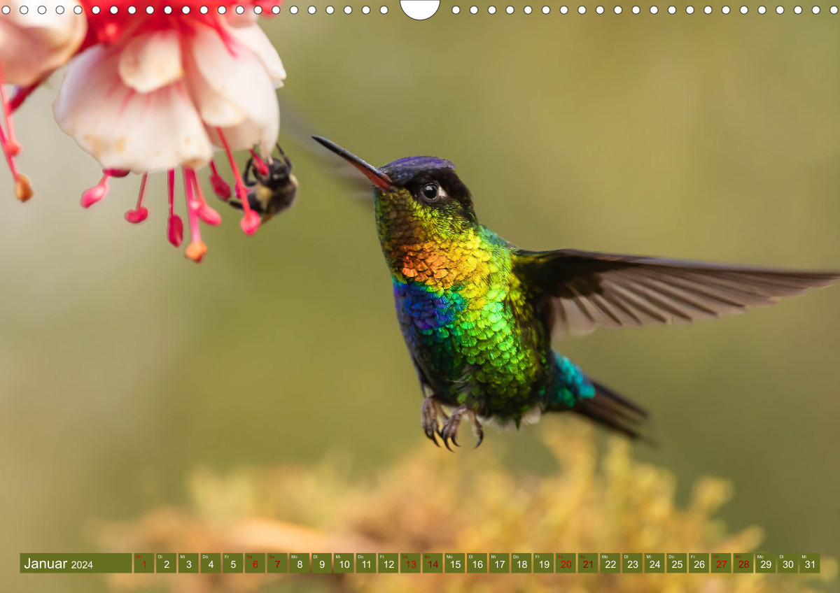 Zauberhafte Kolibris in Costa Rica (Wandkalender 2024 DIN A4 quer),  CALVENDO Monatskalender - Rusch, Winfried 