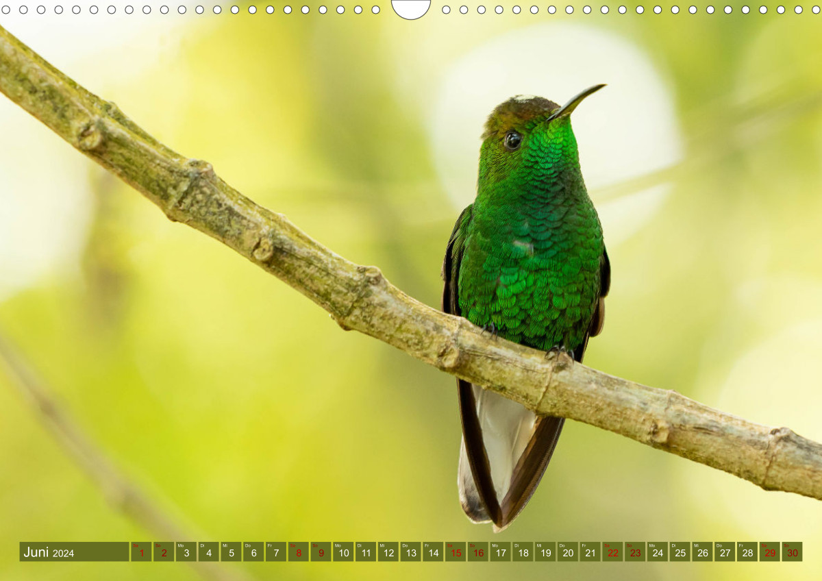 Zauberhafte Kolibris in Costa Rica (Wandkalender 2024 DIN A4 quer),  CALVENDO Monatskalender - Rusch, Winfried 