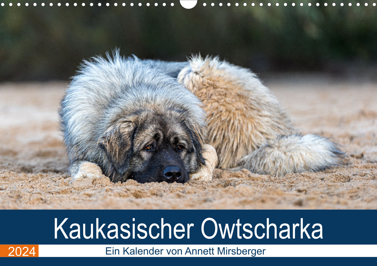 Russischer kaukasischer Sennenhund